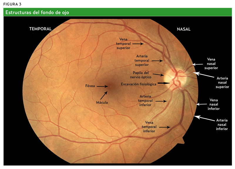 Qvision ALZHEIMER: El estudio del fondo de ojo puede predecir el riesgo 2012 08 01 14 28 07 [2]